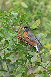 American Robin